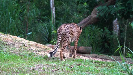 handheld motion following shot of capturing an exotic wild big cat, asiatic cheetah, acinonyx jubatus venaticus walking away into its hideout place