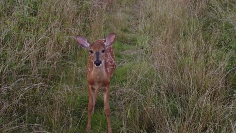 ciervo caminando en la hierba alta en la naturaleza cerca del bosque