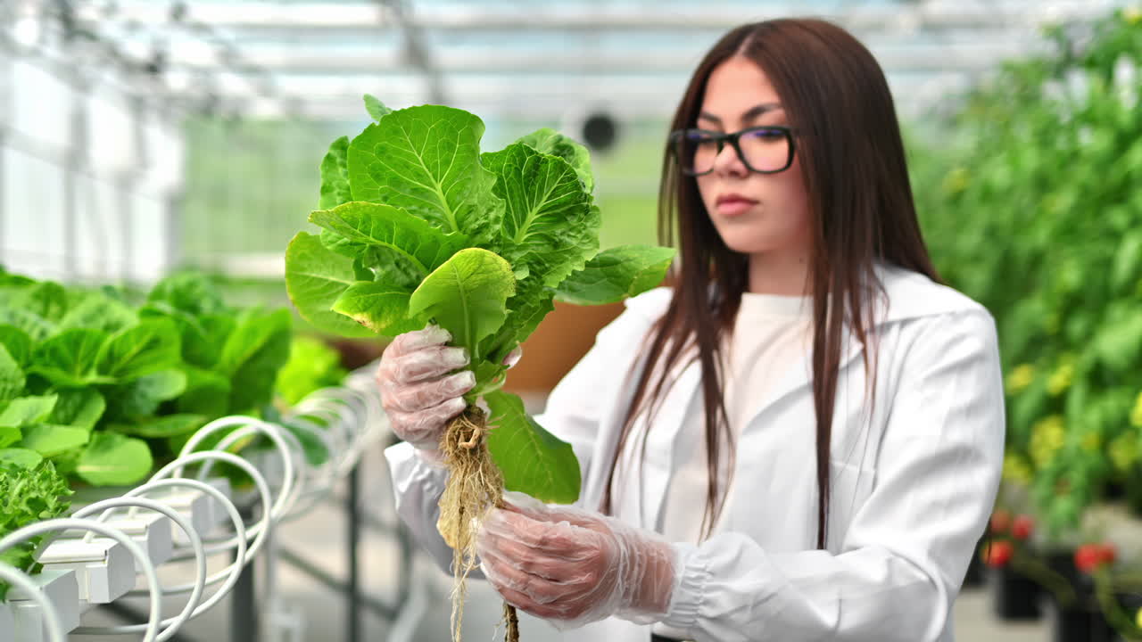 Laboratory technician in a white coat, analysing lettuce grown with the Hydroponic method in a greenhouse