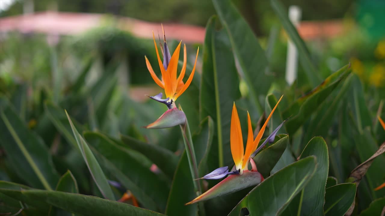 strelitzia reginae, flor del pájaro del paraíso, pétalos de naranja