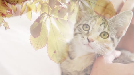 Leaves-on-a-tree-branch-against-close-up-of-a-hand-playing-with-a-cat