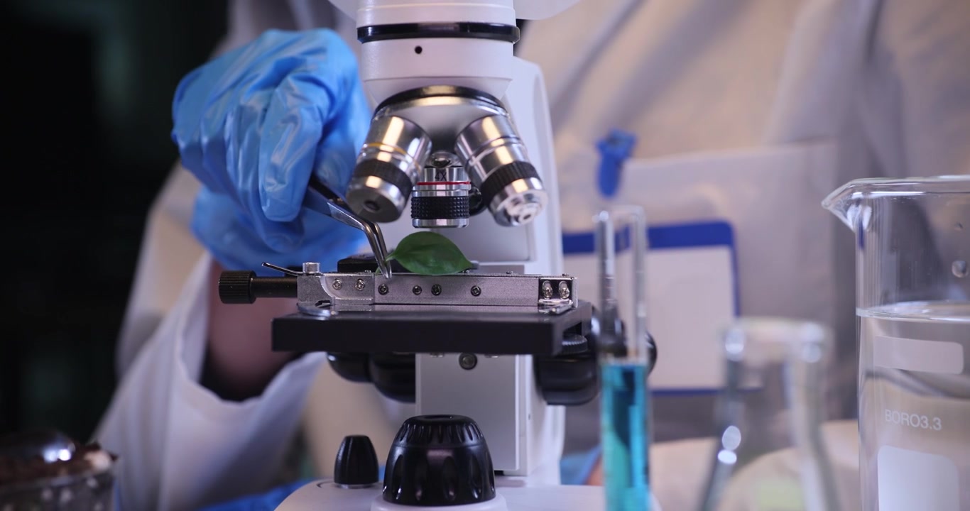 Female biologist places small green leaf under microscope in lab