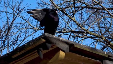 black pigeon hasenheide tier park berlin 2022025 germany hd 5 sec 25 fr per sec.mp4