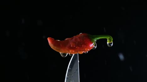 pimienta roja húmeda en la punta del cuchillo con salpicaduras de agua contra un fondo negro