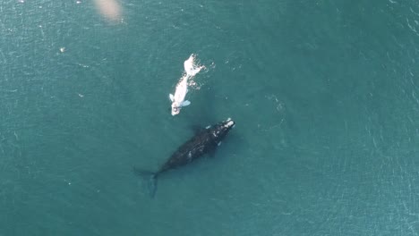 Ballena-Bebé-Pasa-Por-Debajo-De-La-Madre-Para-Ordeñar,-Vista-Superior-Aérea