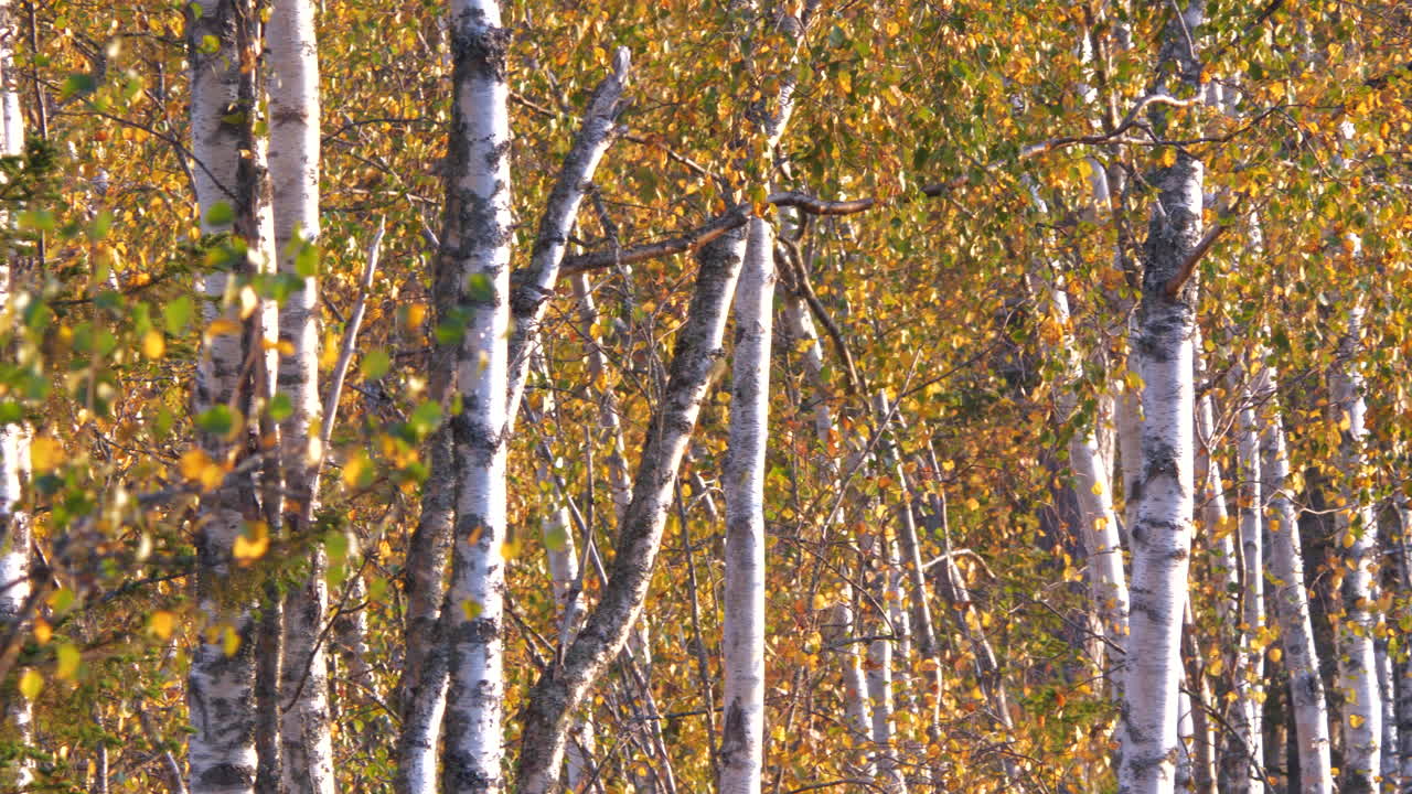 larga fila de abedules con hojas amarillas de otoño, medio, pan a la derecha