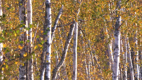 larga fila de abedules con hojas amarillas de otoño, medio, pan a la derecha