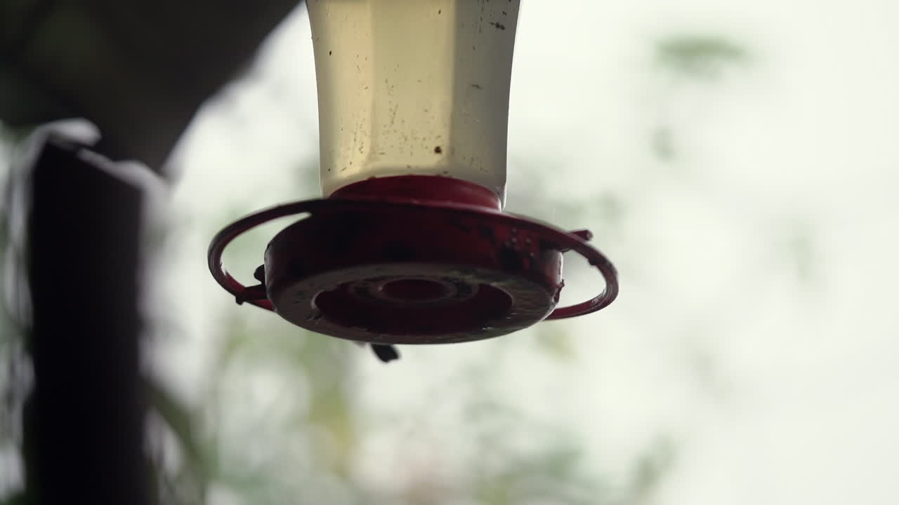 silueta de cámara lenta de colibríes en el alimentador en el porche antes de volar