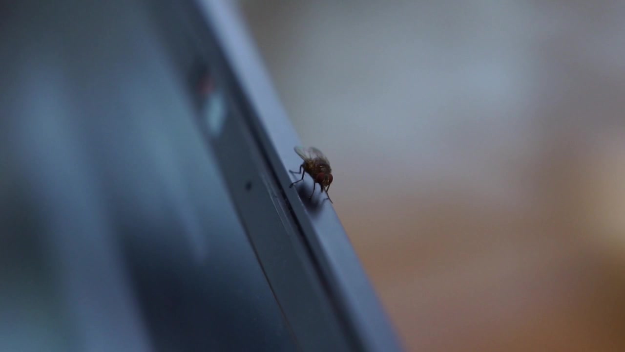 Close-up of a mosquito standing still peacefully on a laptop and crawls away