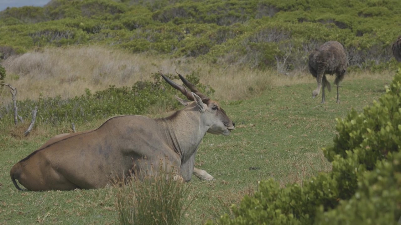 Un eland del Capo (Taurotragus oryx) riposa in un habitat erboso mentre uno struzzo (Struthio camelus) cammina nelle vicinanze sullo sfondo