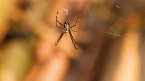 spider weaving web in gold coast garden