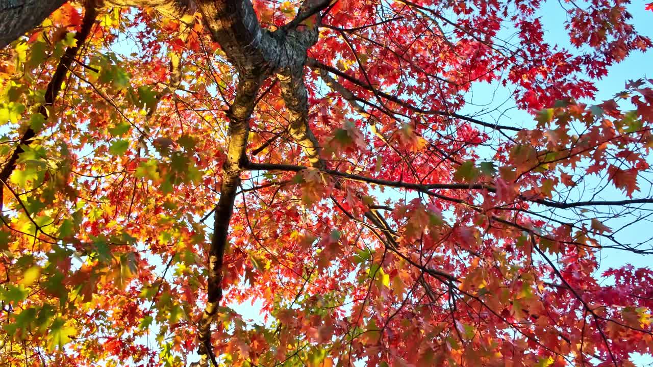 Branches of autumn oak tree with vibrant red and orange leaves against clear sky, beautiful fall foliage on sunny day. Looking up, low-angle pov