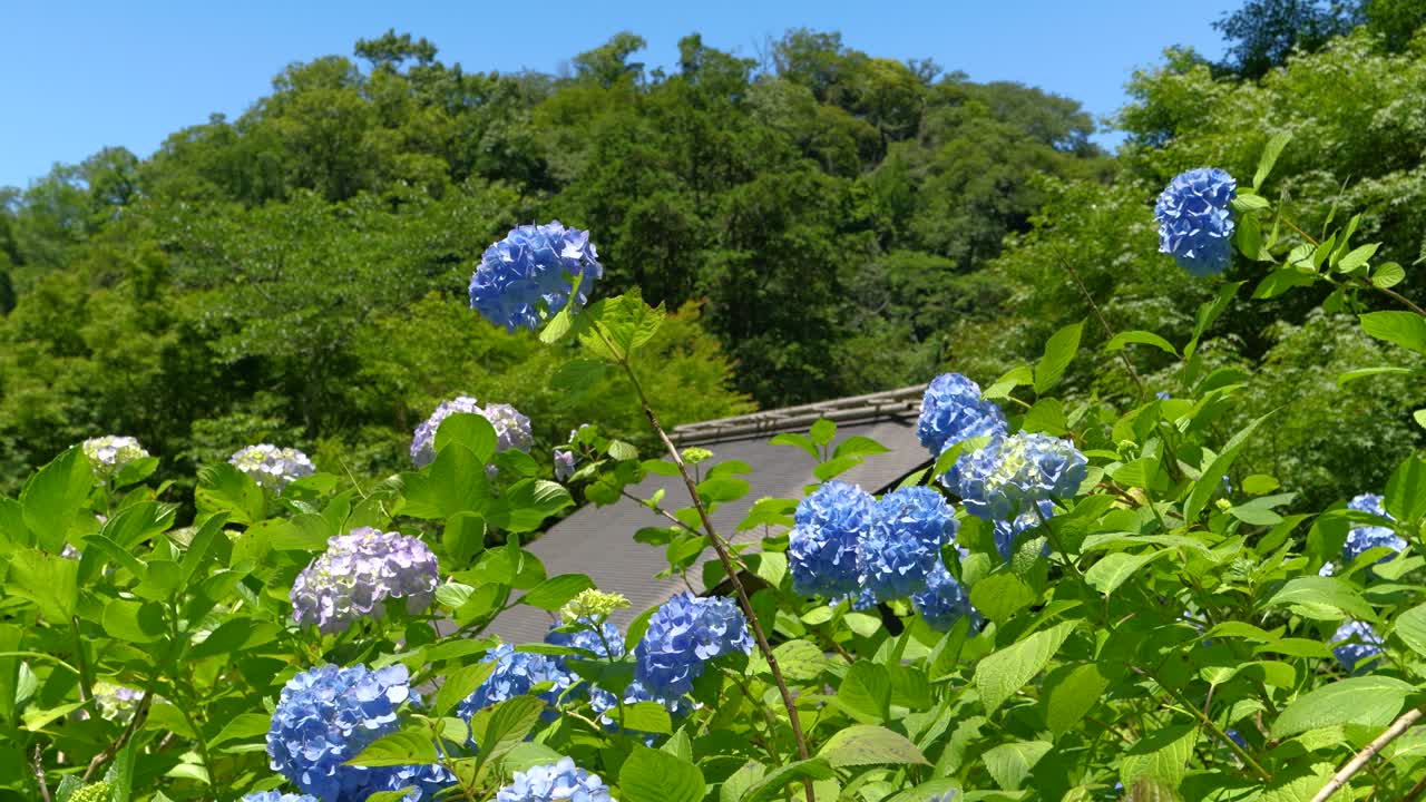 Blue hydrangea blooming in greenery with typical Japanese architecture rooftop in distance