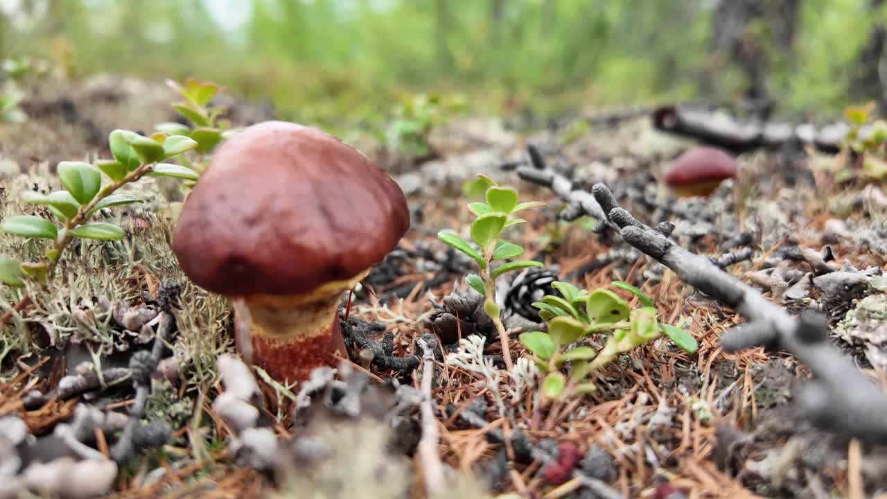 Discover the captivating sights of unique mushrooms thriving in the lush, untouched landscape of Yakutia, Russia