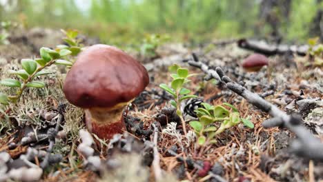 descubra las cautivadoras vistas de hongos únicos que prosperan en el exuberante paisaje intacto de yakutia, rusia