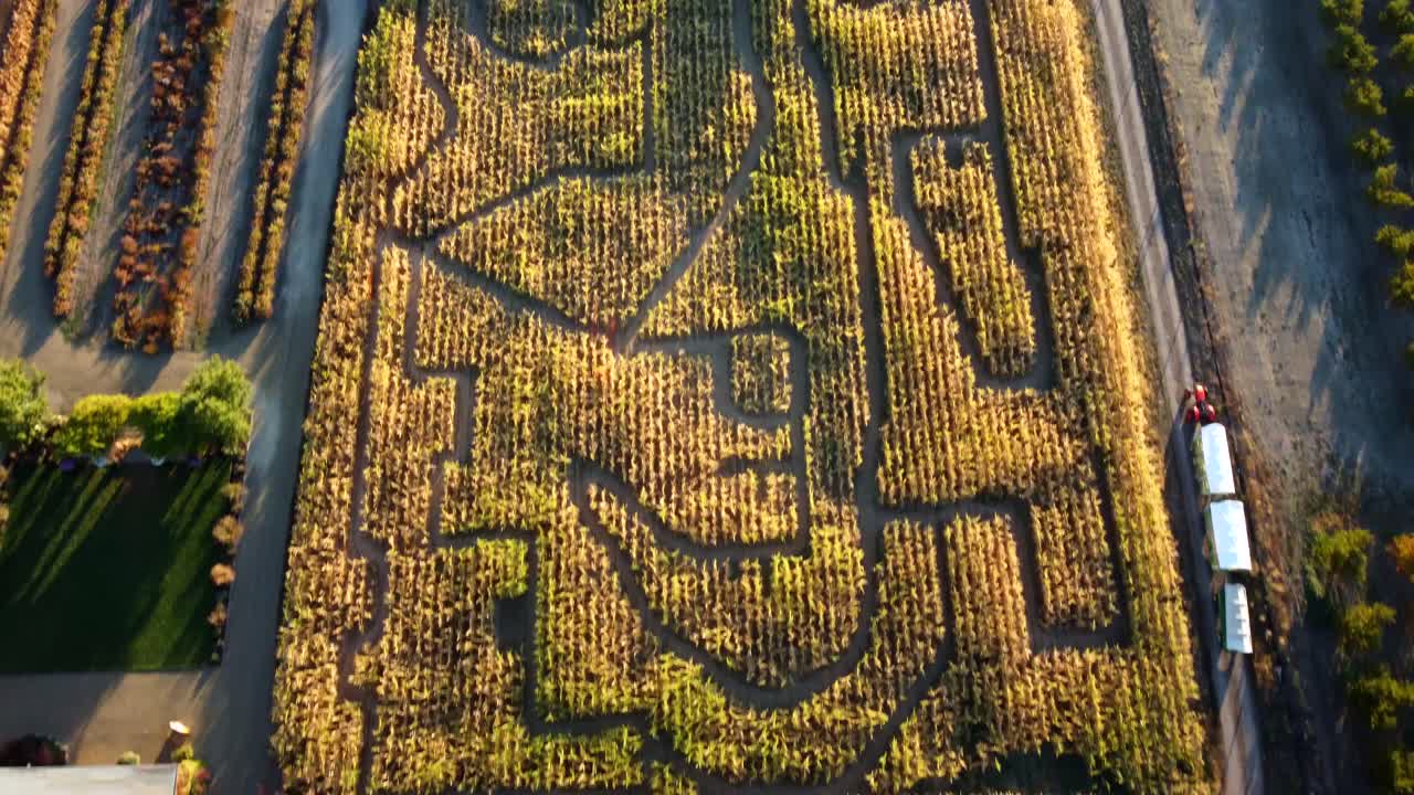 nosotros, oregon, phoenix - vuelo de drones hacia el este al amanecer del laberinto de maíz de la granja de campos de faisanes establecido para el festival de la cosecha de otoño
