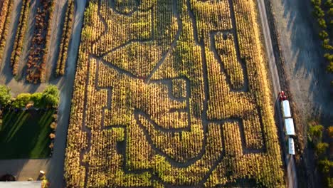 US,-Oregon,-Phoenix---Drone-flight-eastward-at-sunrise-of-Pheasant-Fields-Farm's-Corn-Maze-set-up-for-the-fall-Harvest-Festival