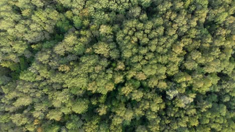 Fly-over-vast-forestry-and-empty-fields-8