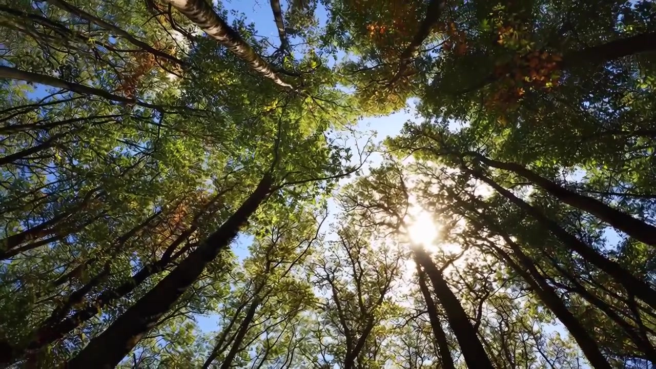 La luce solare filtra attraverso gli alti alberi di una foresta