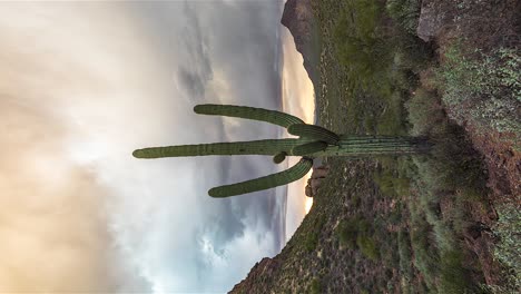 vertical shot of a saguaro cactus on desert landscape against dramatic sunset sky in arizona, usa