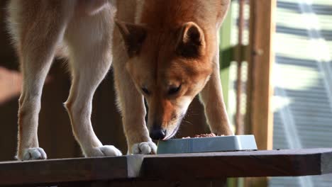 Close-up-shot-of-a-dingo,-canis-familiaris-in-captivity,-eating-from-the-bowl-in-the-enclosure,-Australian-native-canine-species