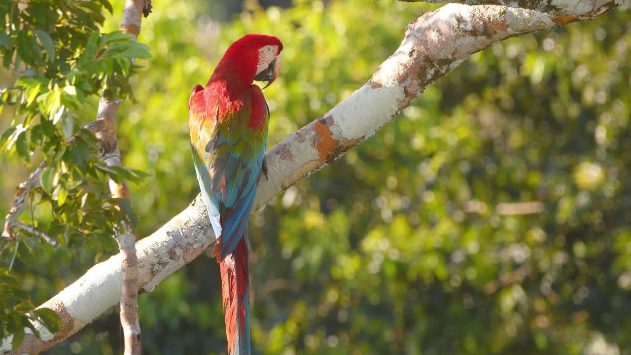 Majestic Green-Winged Macaw perches in Peru’s rainforest, bathed in ethereal light amid lush greenery.