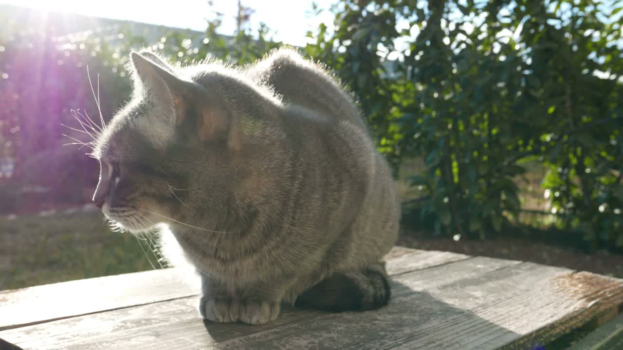 gato doméstico en el jardín de la casa. movimiento lento.