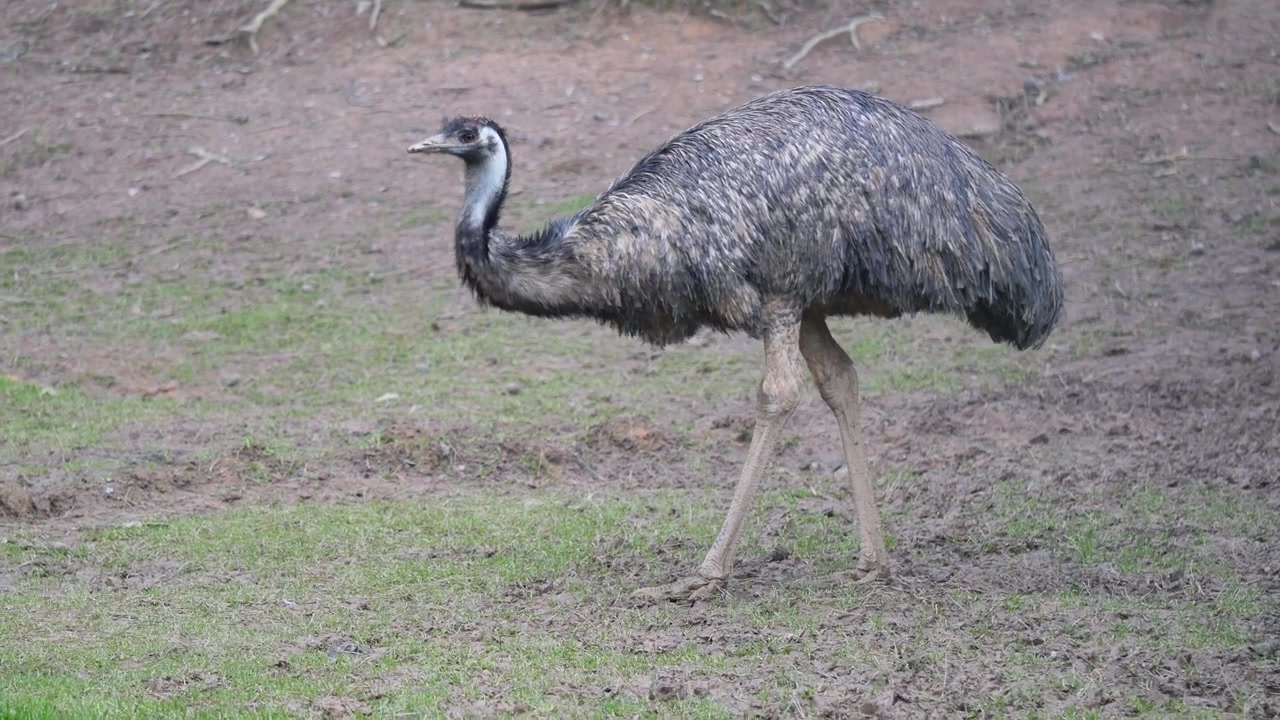 Emu søger efter føde på græsklædt jord