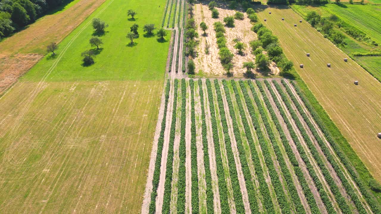 formas geométricas abstractas de parcelas agrícolas de diferentes cultivos en colores amarillos y verdes