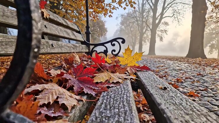 Parkbank met herfstbladeren in een mistige parklaan