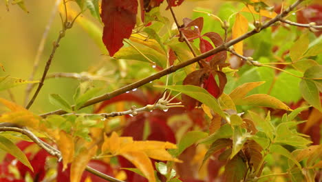 Un-Primer-Plano-De-Una-Rama-De-árbol-Con-Amarillo