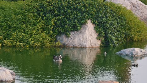 Mother-duck-with-her-chics-in-a-lake-at-a-golf-club-in-Dubai