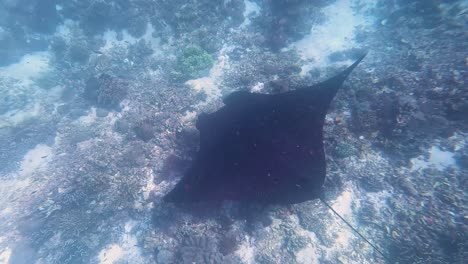 large manta ray visiting coral reef cleaning station day spa with small fish on its back cleansing of dead skin and parasites in flores island