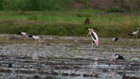 facing to the left in the middle of the rice paddy, other storks are foraging before dark