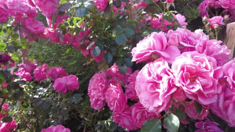 a close-up view of pink roses blooming in a lush garden