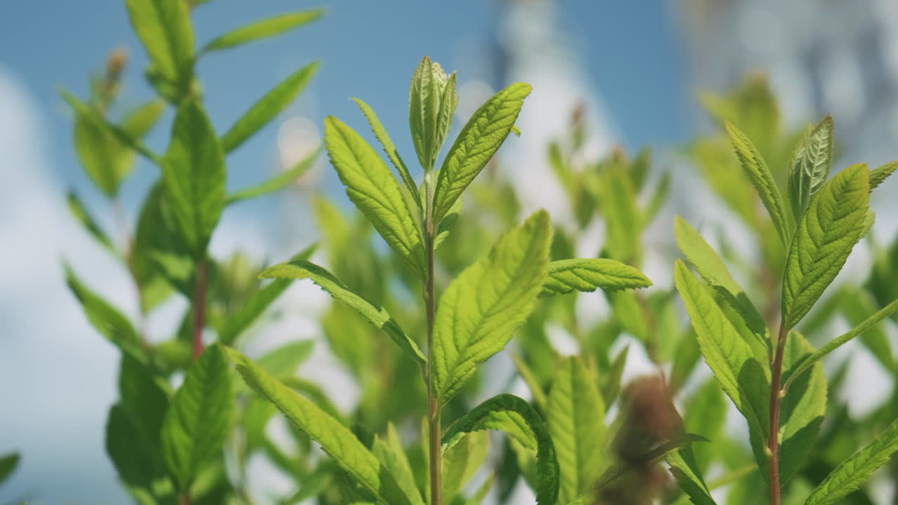 iglesia ortodoxa con árboles verdes y exuberantes