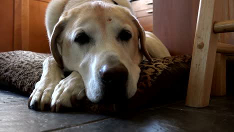 primer plano de un labrador amarillo maduro