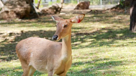 deers in a park