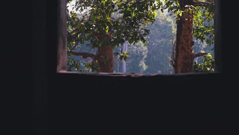 medium shot of ancient window at trees in the wind