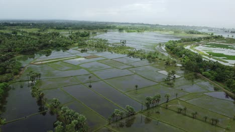 As-a-result-of-heavy-rains,-various-fields-of-West-Bengal-along-the-banks-of-the-Ganges-were-submerged