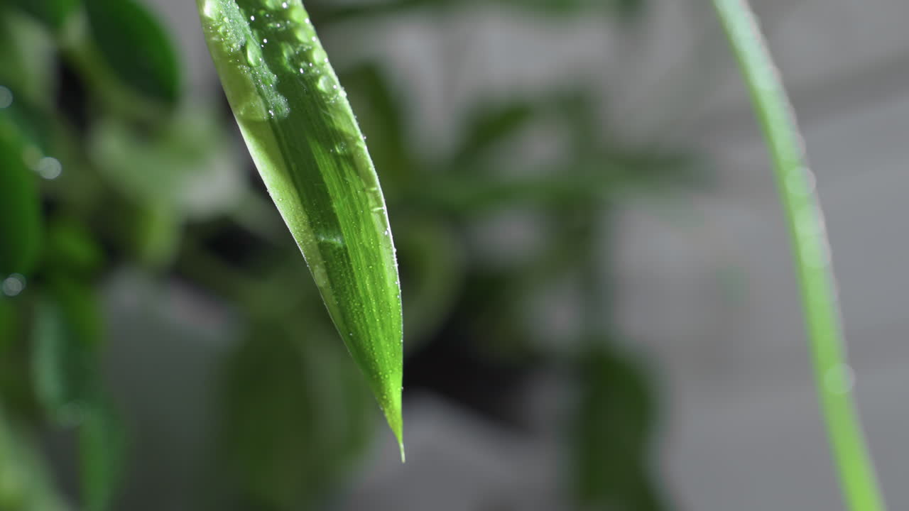 Close up vibrant green leaf releasing water droplets after misting for indoor plant hydration, showcasing glossy texture and moisture beads in macro botanical shot with natural care focus