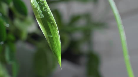 close up vibrant green leaf releasing water droplets after misting for indoor plant hydration, showcasing glossy texture and moisture beads in macro botanical shot with natural care focus