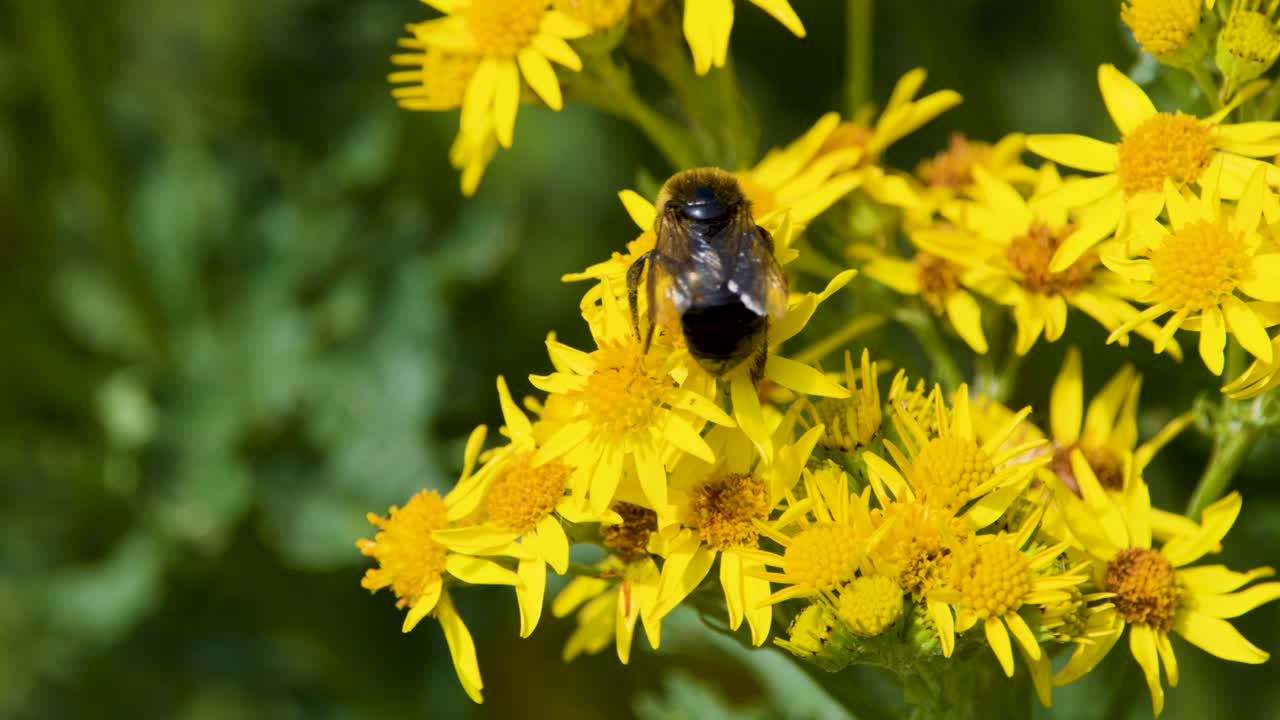 Bumblebee collects nectar from yellow ragwort flowers in bright daylight, shallow depth of field