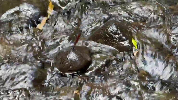 Clear Water Flowing Over Smooth River Stones