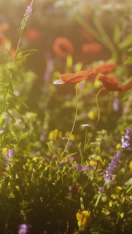 close up of beautiful red poppies blooming in a field of wildflowers