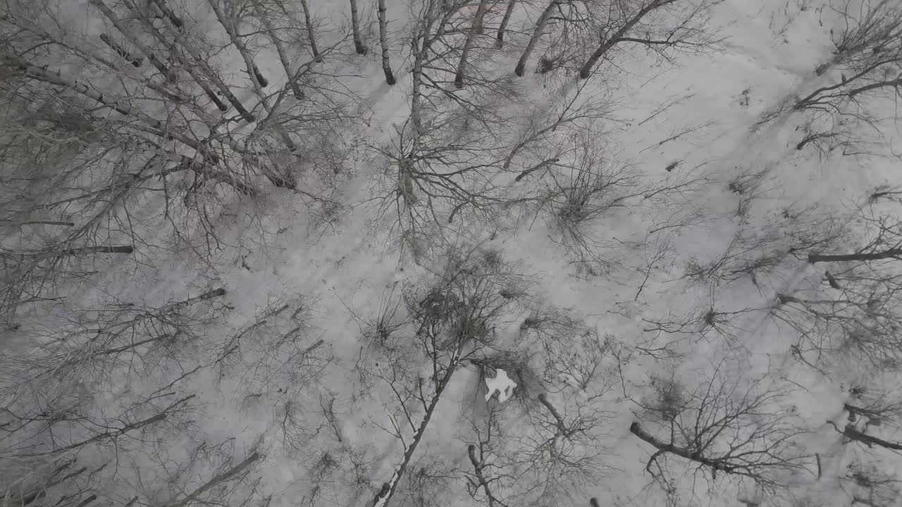 Ripresa ravvicinata con drone di una foresta invernale innevata
