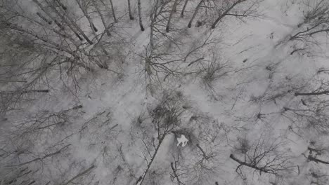 Tiro-Cercano-De-Un-Dron-Del-Bosque-En-Invierno-Con-Nieve