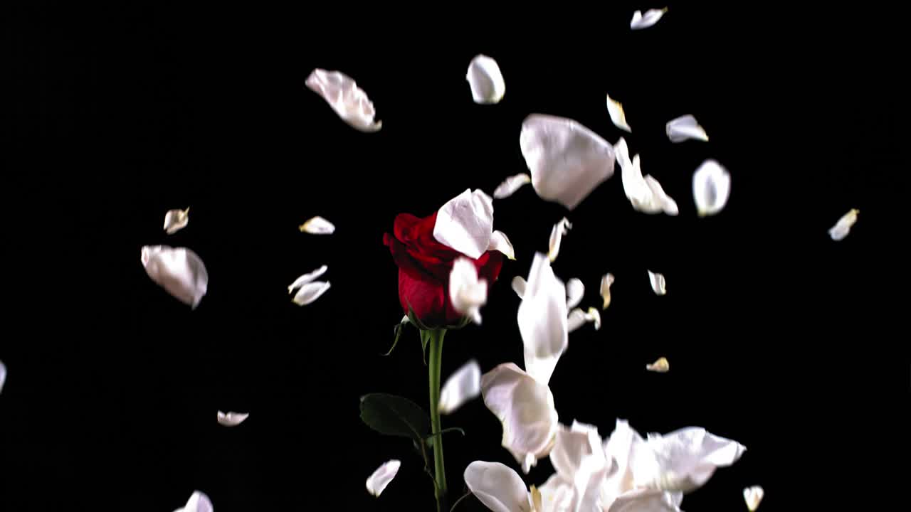 잎자루가 떨어지는 은 장미