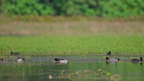 knob-billed duck and eurasian wigeon feeding in wetland