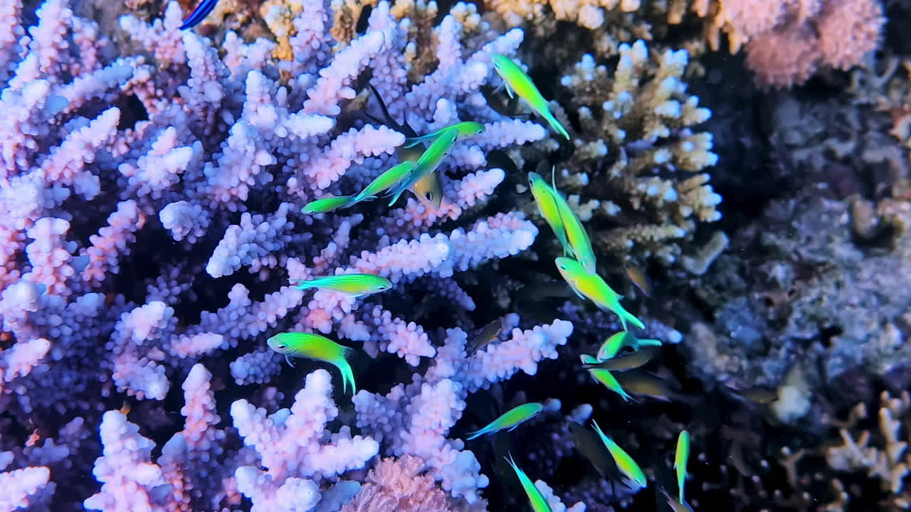 Underwater biodiversity fish and coral interactions